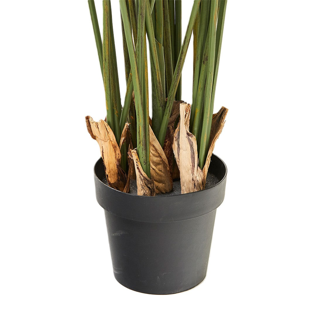 Areca Palm Tree (200cm)