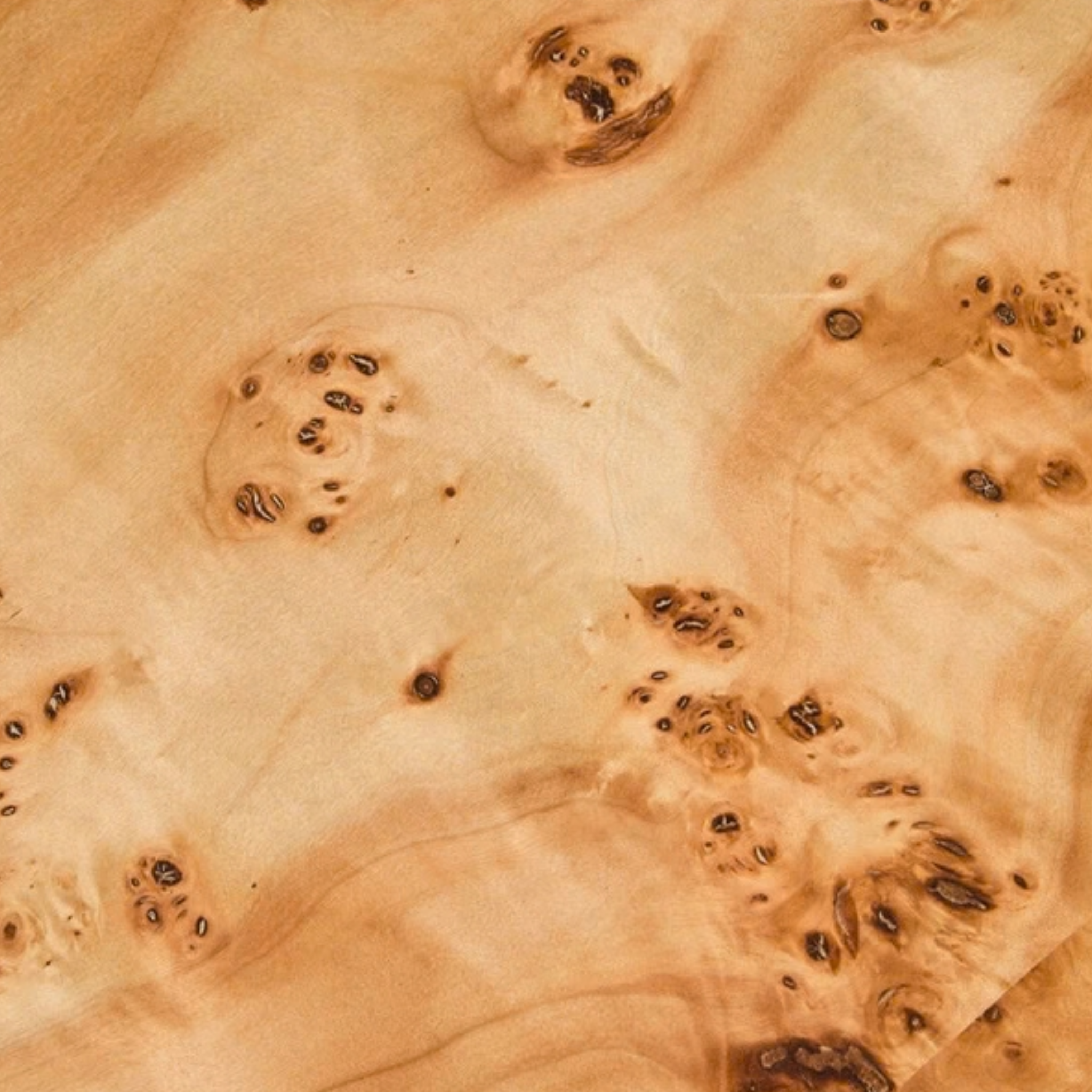 Gaspard 148cm Natural Burl Wood Design Curved Coffee Table