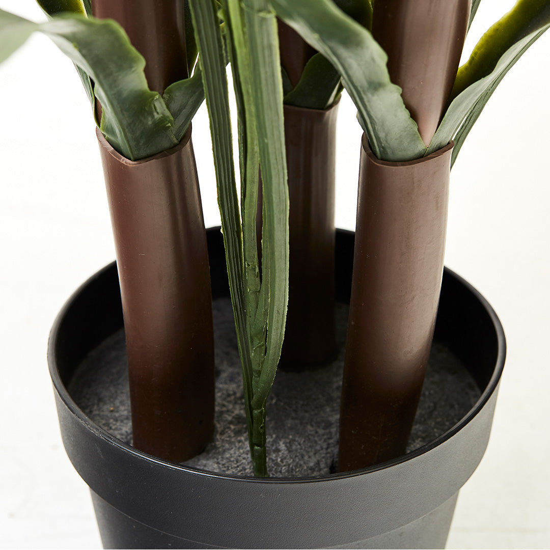 Dragon Plant (110cm)