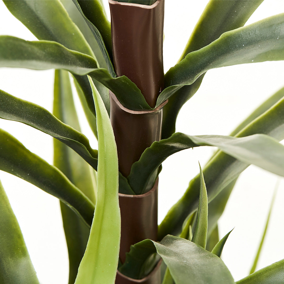 Dragon Plant (110cm)