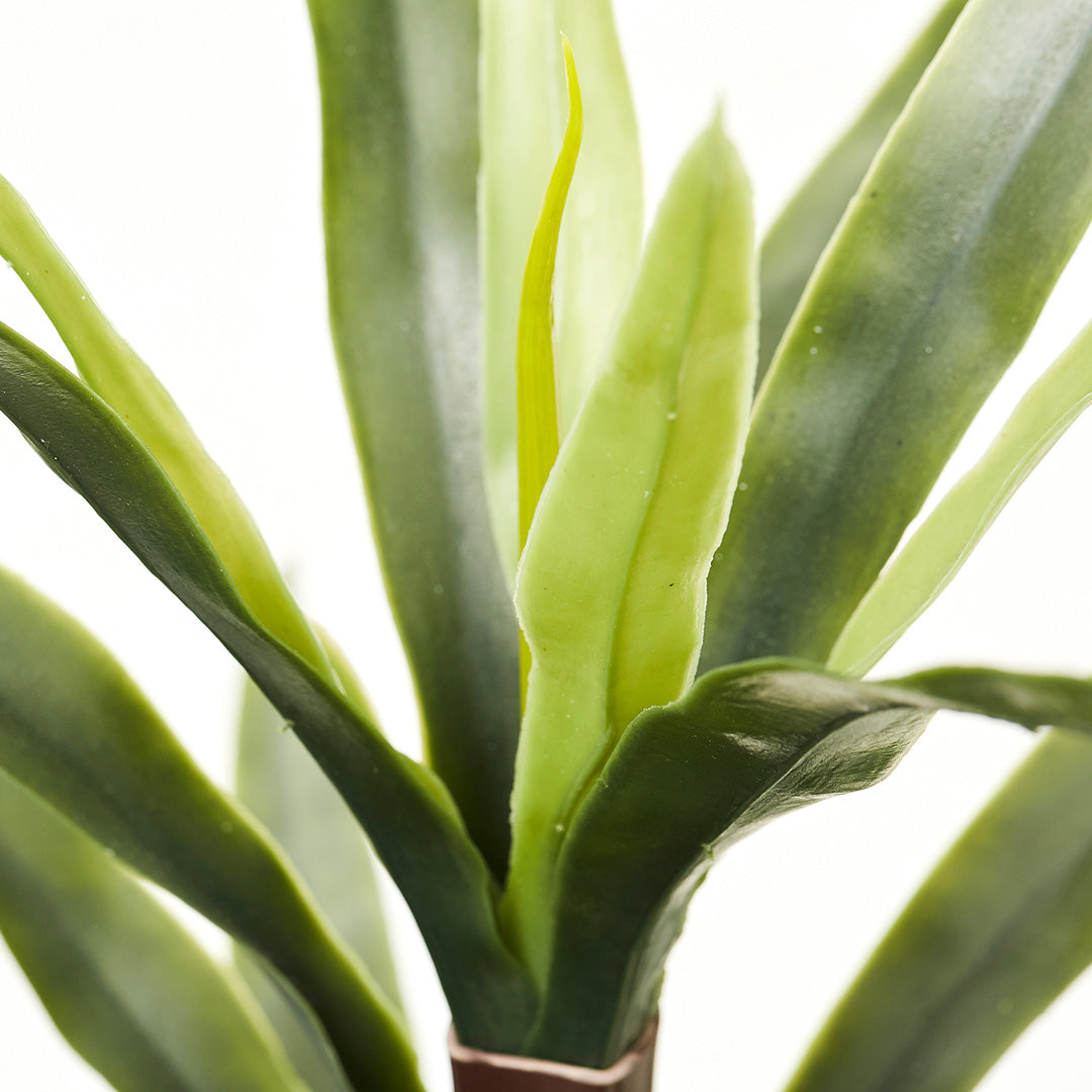 Dragon Plant (110cm)