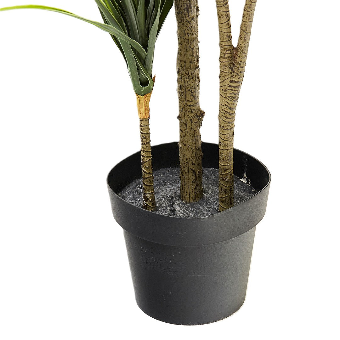 Dragon Plant (170cm)