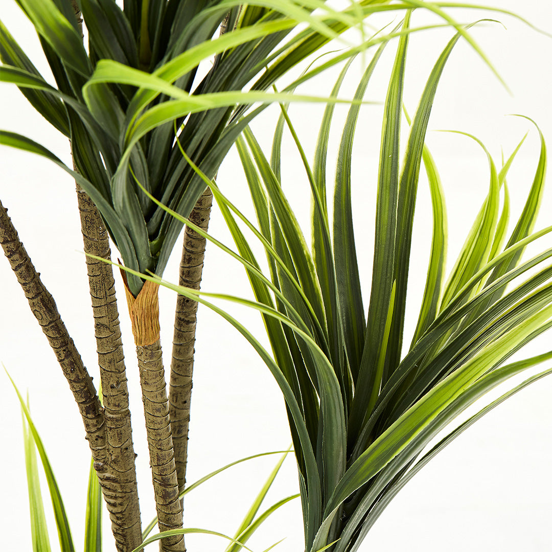 Dragon Plant (170cm)
