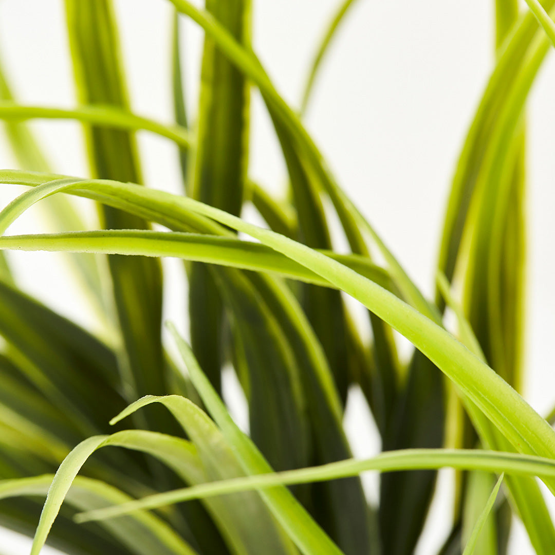 Dragon Plant (170cm)