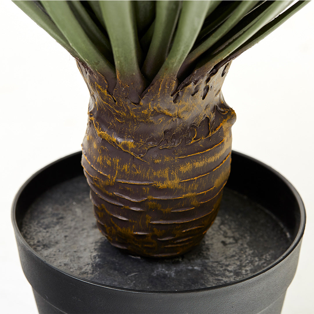 Dragon Plant, (60cm)
