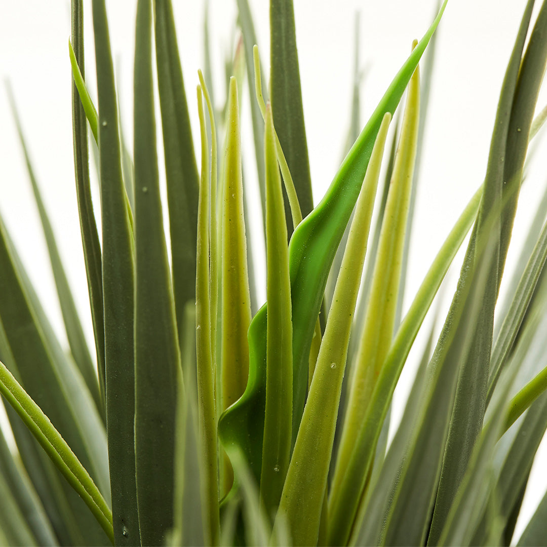 Dragon Plant, (60cm)