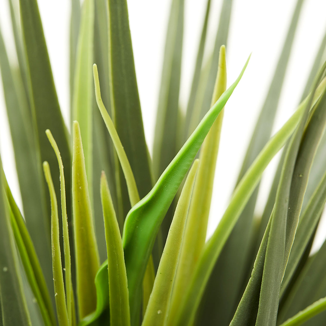 Dragon Plant, (60cm)