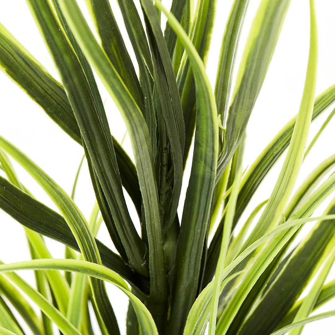 Dragon Plant (70cm)