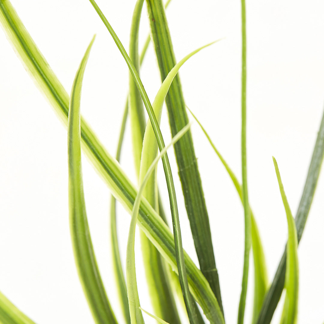 Dragon Plant (70cm)