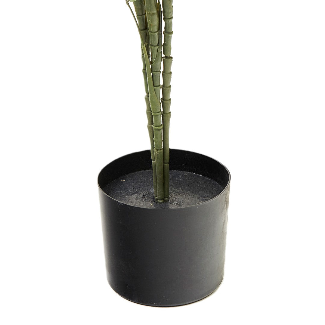 Fernleaf Bamboo (210cm)