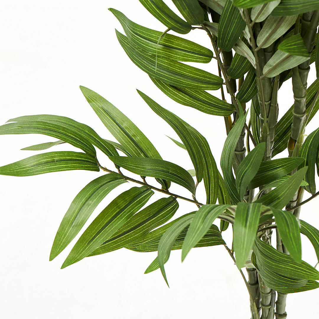 Fernleaf Bamboo (210cm)